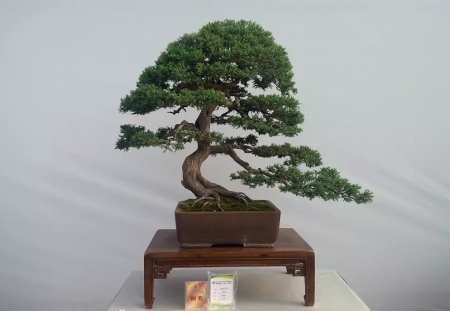 盆景欣赏
