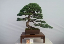 盆景欣赏