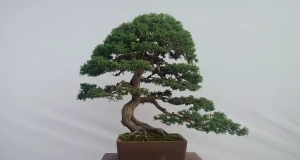 盆景欣赏