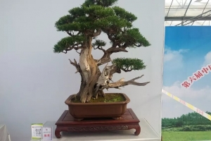 盆景欣赏