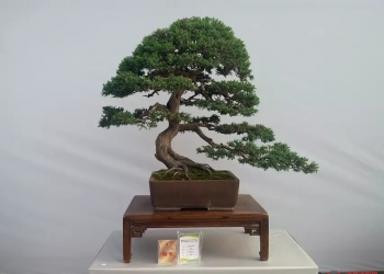 盆景欣赏
