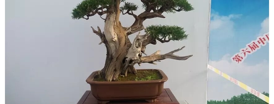 盆景欣赏