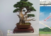 盆景欣赏