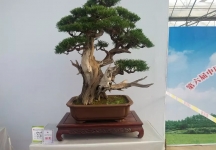 盆景欣赏