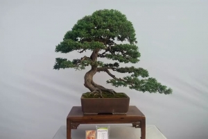 盆景欣赏