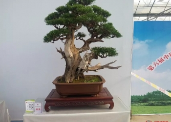 盆景欣赏