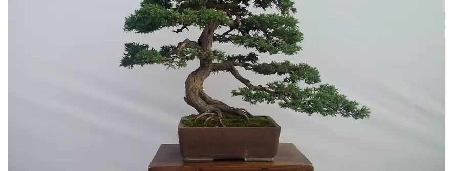 盆景欣赏