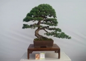 盆景欣赏