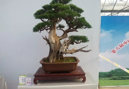 盆景欣赏
