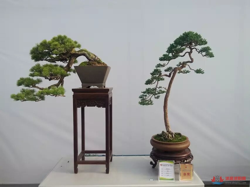 psc (4).jpg