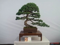 盆景欣赏