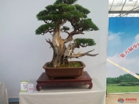 盆景欣赏